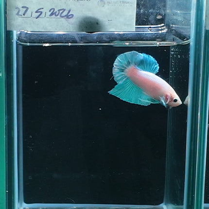 1BT31 - [ARRIVED 27 - MAY - 2026] Halfmoon Plakat Elephant Ear Betta Male - Nano Tanks Australia