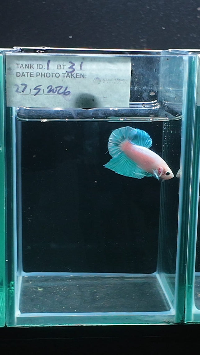 1BT31 - [ARRIVED 27 - MAY - 2026] Halfmoon Plakat Elephant Ear Betta Male - Nano Tanks Australia