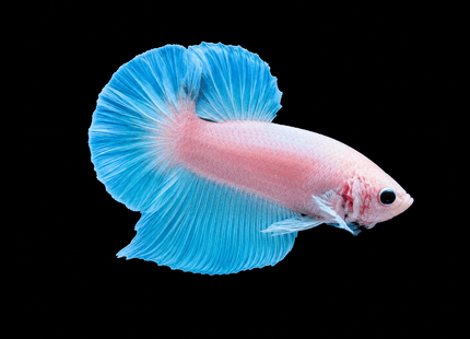 1BT31 - [ARRIVED 27-MAY-2026] Halfmoon Plakat Elephant Ear Betta Male - Nano Tanks Australia