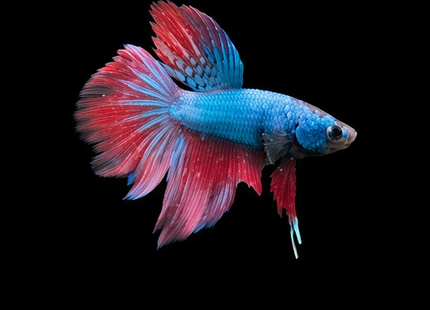 1BT31 - Blue Red Halfmoon Male Betta - Nano Tanks Australia