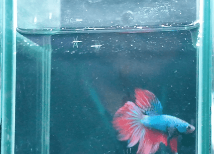 1BT31 - Blue Red Halfmoon Male Betta - Nano Tanks Australia