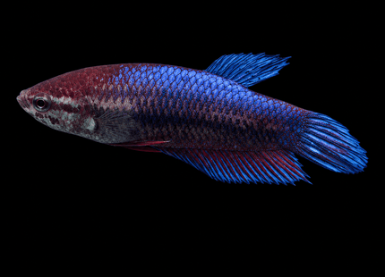 1BT31 - Halfmoon Plakat Betta Female - Nano Tanks Australia