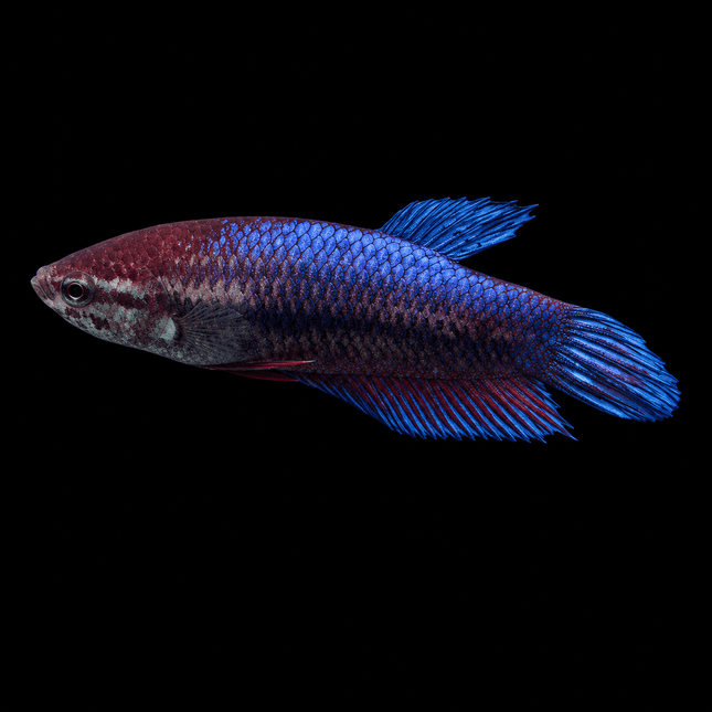 1BT31 - Halfmoon Plakat Betta Female - Nano Tanks Australia