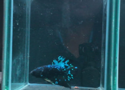 1BT31 - Halfmoon Plakat Male Betta - Nano Tanks Australia