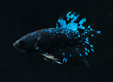 1BT31 - Halfmoon Plakat Male Betta - Nano Tanks Australia