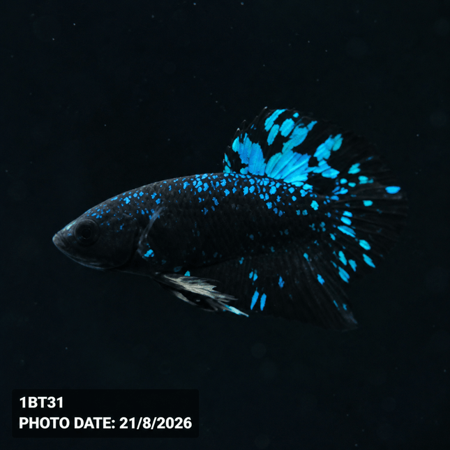 1BT31 - Halfmoon Plakat Male Betta - Nano Tanks Australia
