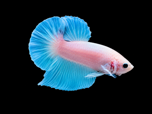 1BT31 - [ARRIVED 27-MAY-2026] Halfmoon Plakat Elephant Ear Betta Male