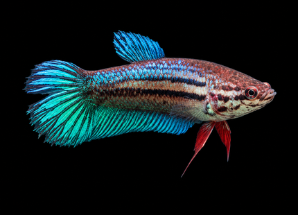 1BT32 - [ARRIVED 1-JUN-2026] Halfmoon Betta Female - Nano Tanks Australia