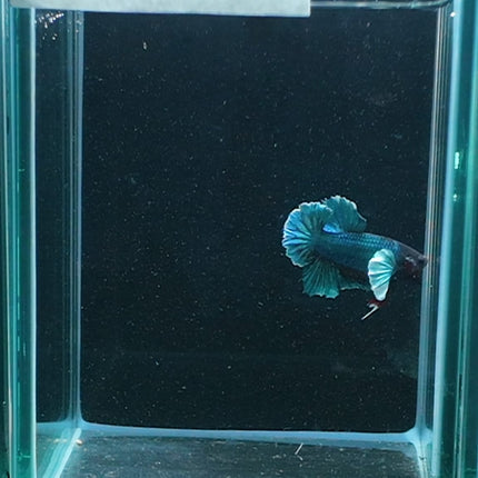 1BT32 - [ARRIVED 27 - MAY - 2026] Halfmoon Plakat Elephant Ear Betta Male - Nano Tanks Australia