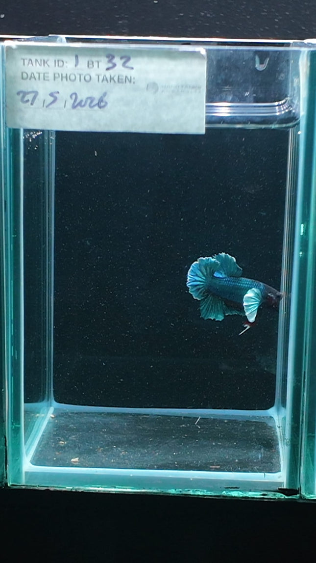 1BT32 - [ARRIVED 27 - MAY - 2026] Halfmoon Plakat Elephant Ear Betta Male - Nano Tanks Australia