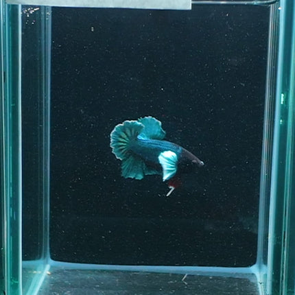 1BT32 - [ARRIVED 27 - MAY - 2026] Halfmoon Plakat Elephant Ear Betta Male - Nano Tanks Australia