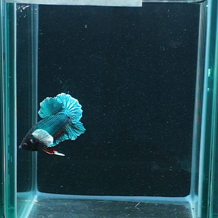 1BT32 - [ARRIVED 27 - MAY - 2026] Halfmoon Plakat Elephant Ear Betta Male - Nano Tanks Australia