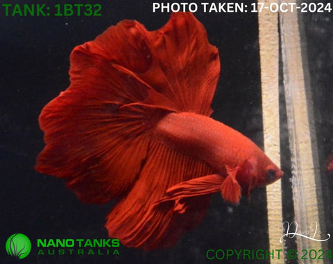 1BT32 - Full Red Halfmoon/Feathertail Betta Male - Nano Tanks Australia Aquarium Shop