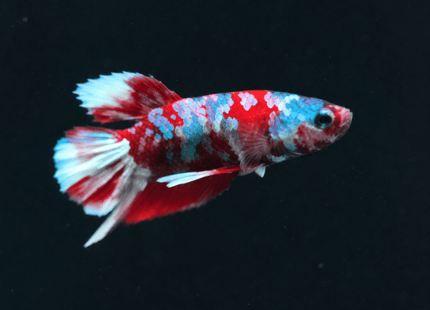 1BT32 - Halfmoon Plakat Male Betta - Nano Tanks Australia