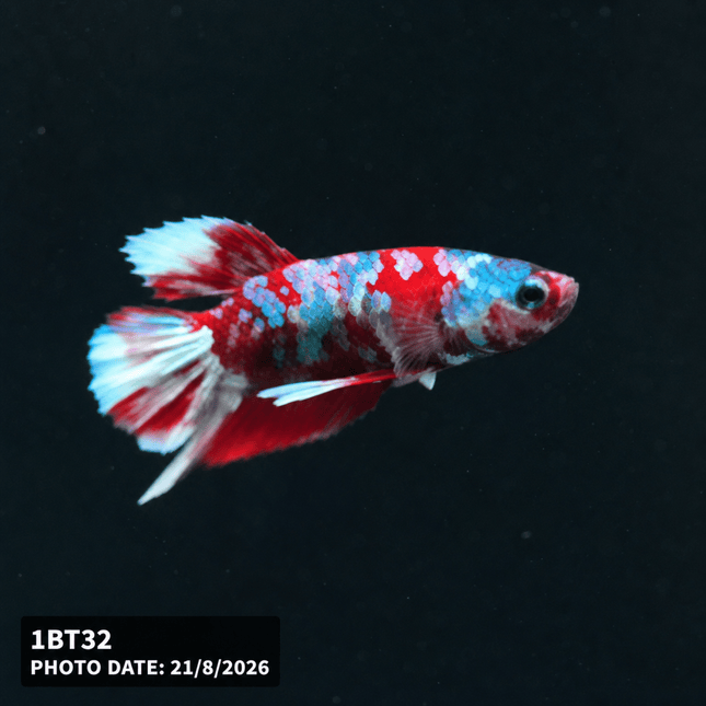 1BT32 - Halfmoon Plakat Male Betta - Nano Tanks Australia