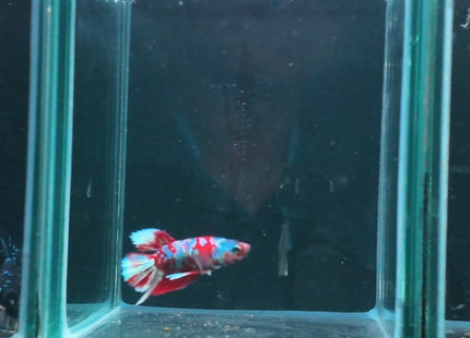 1BT32 - Halfmoon Plakat Male Betta - Nano Tanks Australia