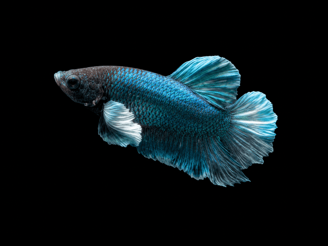 1BT33 - [ARRIVED 27-MAY-2026] Halfmoon Plakat Elephant Ear Betta Male - Nano Tanks Australia