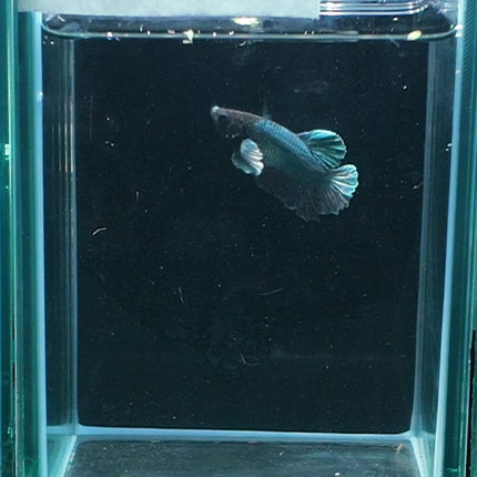1BT33 - [ARRIVED 27 - MAY - 2026] Halfmoon Plakat Elephant Ear Betta Male - Nano Tanks Australia