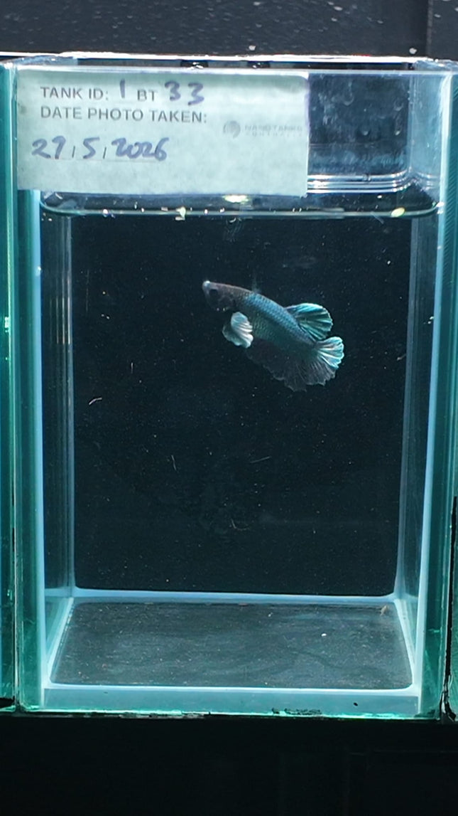 1BT33 - [ARRIVED 27 - MAY - 2026] Halfmoon Plakat Elephant Ear Betta Male - Nano Tanks Australia
