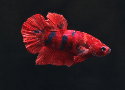 1BT33 - Halfmoon Plakat Male Betta - Nano Tanks Australia