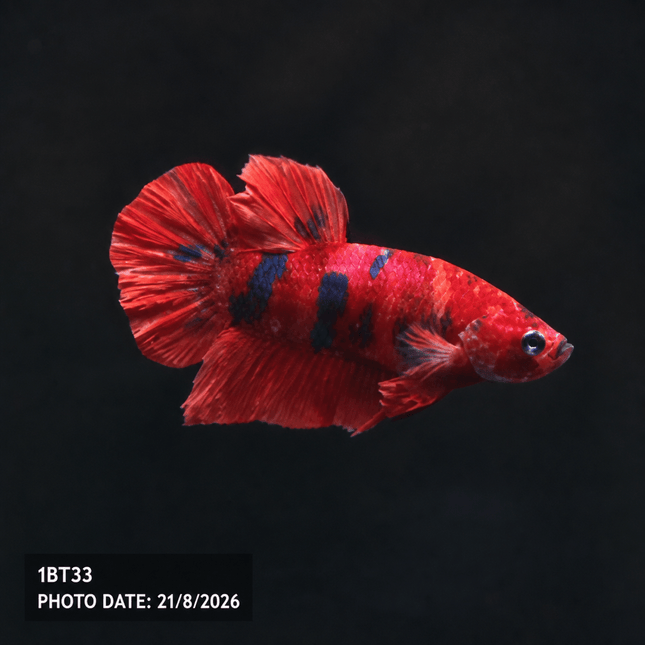1BT33 - Halfmoon Plakat Male Betta - Nano Tanks Australia