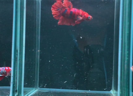 1BT33 - Halfmoon Plakat Male Betta - Nano Tanks Australia