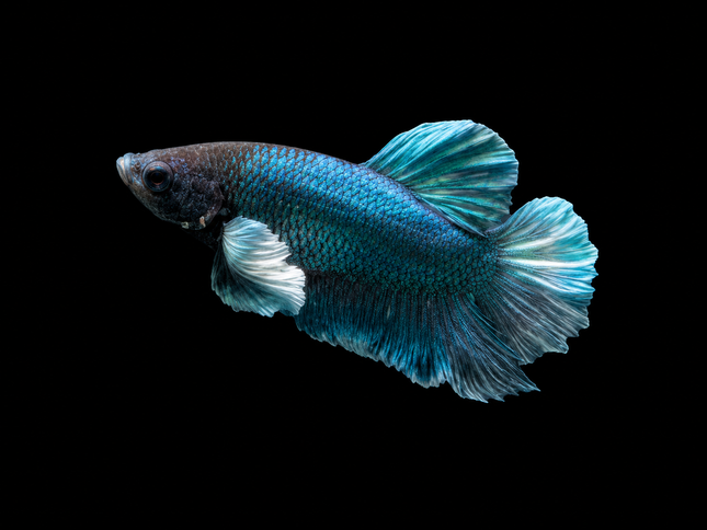 1BT33 - [ARRIVED 27-MAY-2026] Halfmoon Plakat Elephant Ear Betta Male