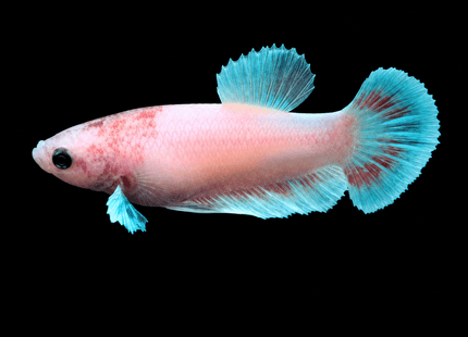 1BT34 - [ARRIVED 1-JUL-2026] Halfmoon Betta Female - Nano Tanks Australia