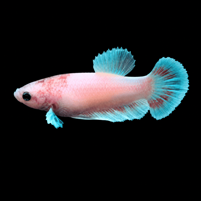 1BT34 - [ARRIVED 1-JUL-2026] Halfmoon Betta Female - Nano Tanks Australia
