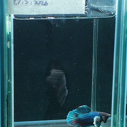 1BT34 - [ARRIVED 27 - MAY - 2026] Halfmoon Plakat Elephant Ear Betta Male - Nano Tanks Australia