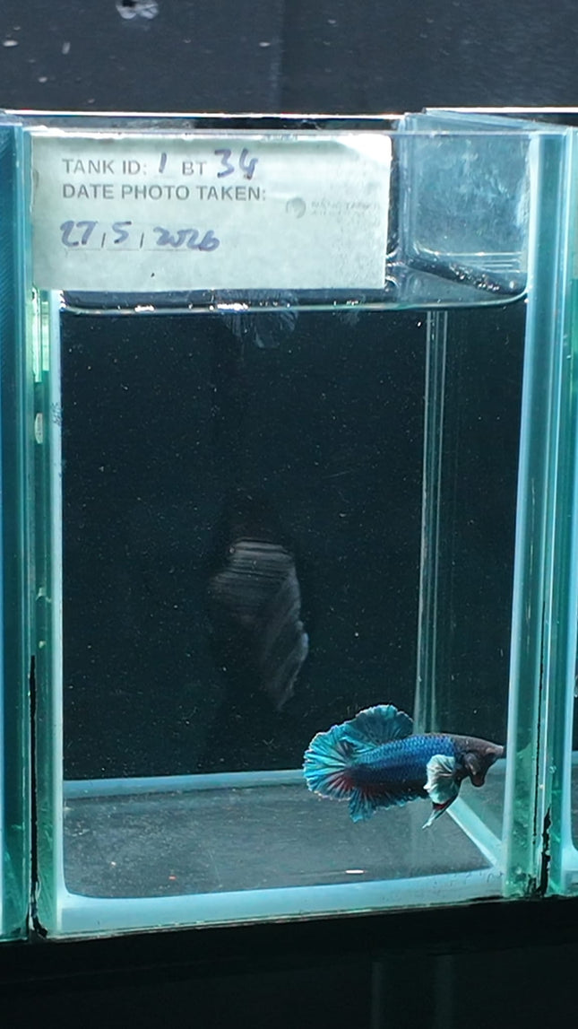 1BT34 - [ARRIVED 27 - MAY - 2026] Halfmoon Plakat Elephant Ear Betta Male - Nano Tanks Australia