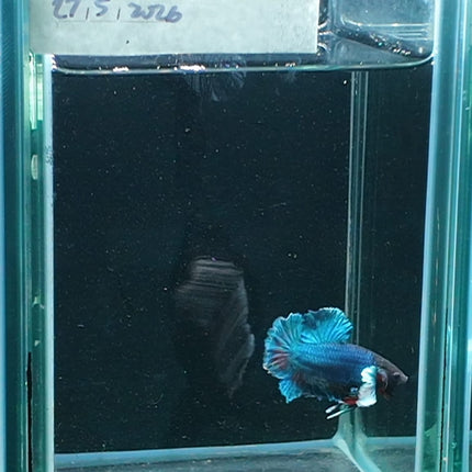 1BT34 - [ARRIVED 27 - MAY - 2026] Halfmoon Plakat Elephant Ear Betta Male - Nano Tanks Australia