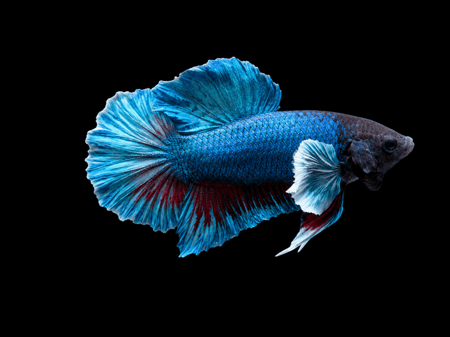 1BT34 - [ARRIVED 27-MAY-2026] Halfmoon Plakat Elephant Ear Betta Male - Nano Tanks Australia