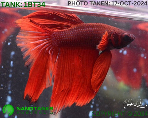 1BT34 - Full Red Halfmoon/Feathertail Betta Male - Nano Tanks Australia Aquarium Shop