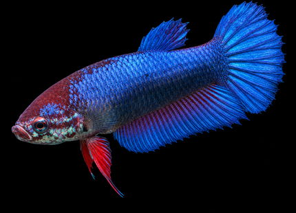 1BT34 - Halfmoon Betta Female - Nano Tanks Australia