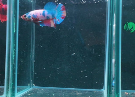 1BT34 - Halfmoon Plakat Male Betta - Nano Tanks Australia