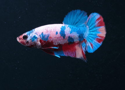 1BT34 - Halfmoon Plakat Male Betta - Nano Tanks Australia