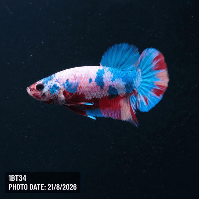 1BT34 - Halfmoon Plakat Male Betta - Nano Tanks Australia