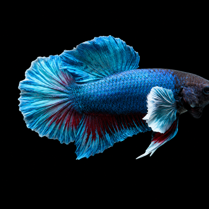 1BT34 - [ARRIVED 27-MAY-2026] Halfmoon Plakat Elephant Ear Betta Male