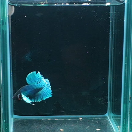 1BT35 - [ARRIVED 27 - MAY - 2026] Halfmoon Plakat Elephant Ear Betta Male - Nano Tanks Australia
