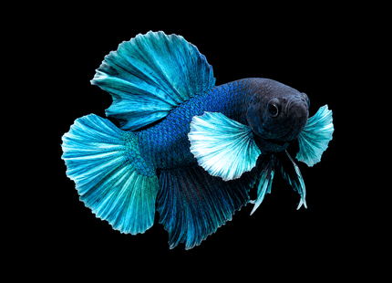 1BT35 - [ARRIVED 27-MAY-2026] Halfmoon Plakat Elephant Ear Betta Male - Nano Tanks Australia