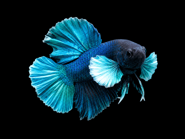 1BT35 - [ARRIVED 27-MAY-2026] Halfmoon Plakat Elephant Ear Betta Male - Nano Tanks Australia