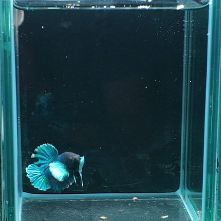 1BT35 - [ARRIVED 27 - MAY - 2026] Halfmoon Plakat Elephant Ear Betta Male - Nano Tanks Australia