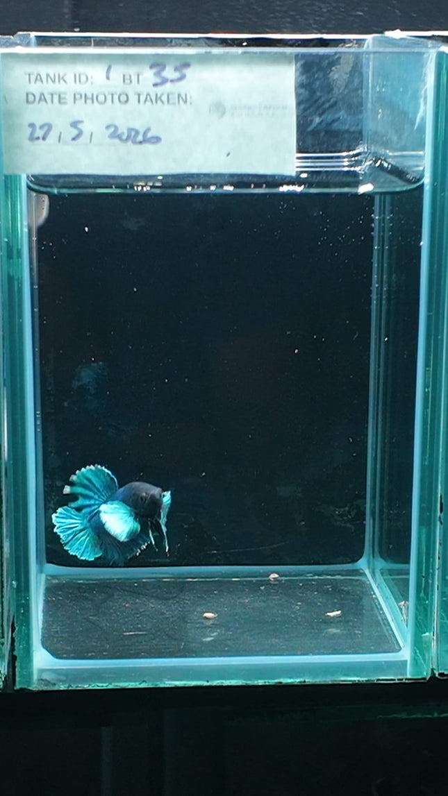 1BT35 - [ARRIVED 27 - MAY - 2026] Halfmoon Plakat Elephant Ear Betta Male - Nano Tanks Australia
