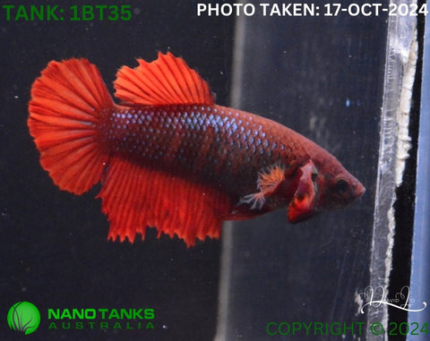 1BT35 - Full Red Halfmoon/Feathertail Betta Male - Nano Tanks Australia Aquarium Shop