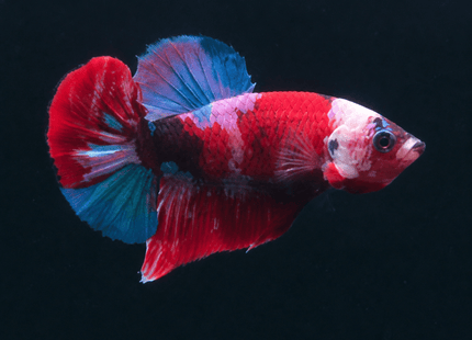 1BT35 - Halfmoon Plakat Male Betta - Nano Tanks Australia