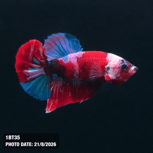 1BT35 - Halfmoon Plakat Male Betta - Nano Tanks Australia