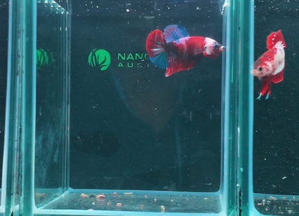 1BT35 - Halfmoon Plakat Male Betta - Nano Tanks Australia