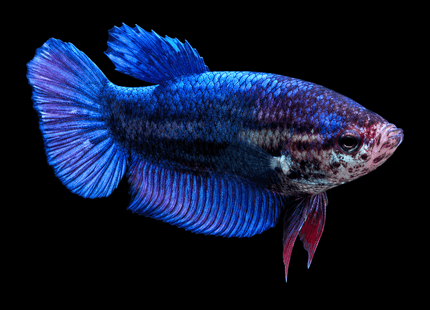 1BT36 - [ARRIVED 1-JUL-2026] Halfmoon Female Betta - Nano Tanks Australia