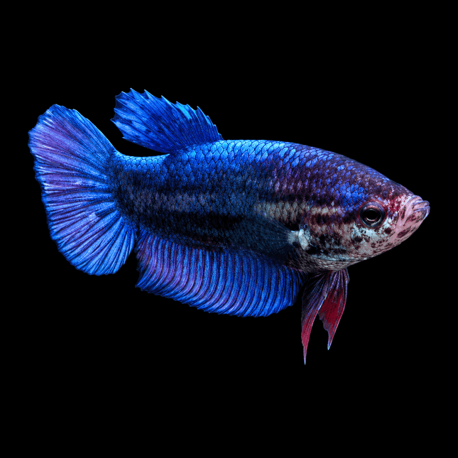 1BT36 - [ARRIVED 1-JUL-2026] Halfmoon Female Betta - Nano Tanks Australia